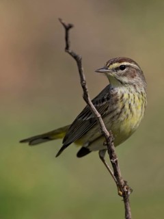 Palm Warbler (Setophaga palmarum palmarum), Cuba