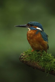 Common Kingfisher (Alcedo atthis) male, Utrecht, Netherlands