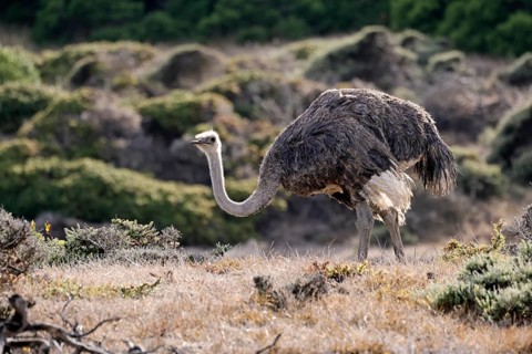 South African ostrich (Struthio camelus australis), adult, female, foraging, alert, Cape of Good