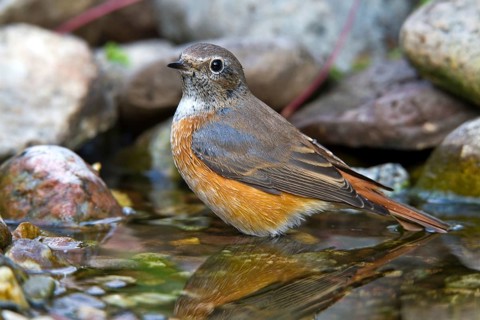 Common Redstart (Phoenicurus phoenicurus) young male at little stream,