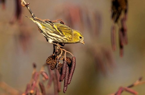 Eurasian Siskin (Spinus spinus) female perched on a branch, Baden-Wuerttemberg, Germany