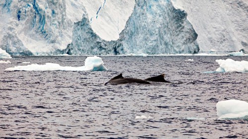 Two whales swimming near the icy coast, humpback whale (Megaptera novaeangliae) observation in the