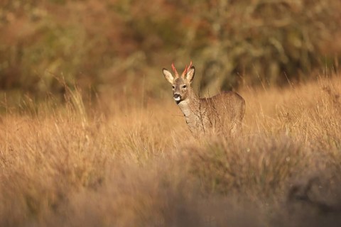 A roe deer stands alertly amidst tall grasses in a sunlit golden field. The autumn backdrop and