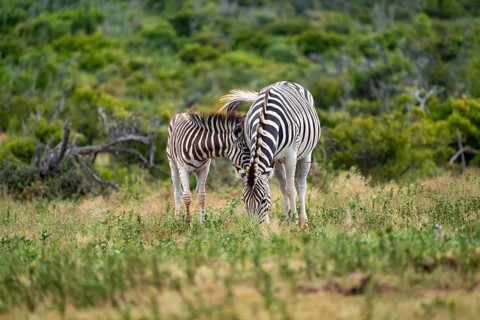 Burchell's zebra (Equus quagga burchelli) with young, Addo Elephant National Park, Eastern Cape,