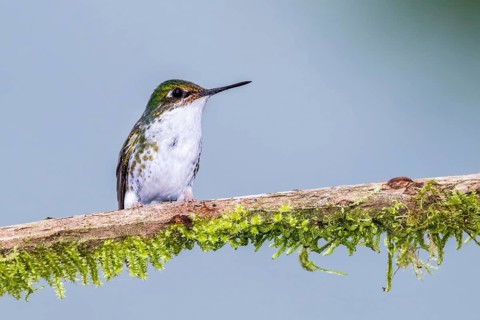 Booted Racket-tail (Ocreatus underwoodii) female perched on a branch, Tandayapa, Ecuador