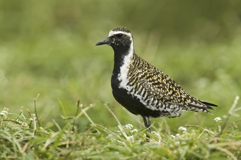 Pacific Golden Plover (Pluvialis fulva), Hawaii, USA