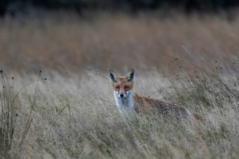 Red fox (Vulpes vulpes) hunting for mice in a natural meadow, hunting, attracting, rainy, October,