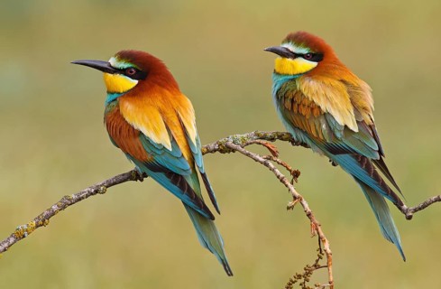 European Bee-eater (Merops apiaster) pair, Castile, Spain