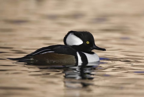 Hooded Merganser (Lophodytes cucullatus) male, New Mexico, USA