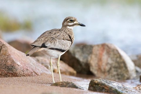 Water Thick-knee (Burhinus vermiculatus), Spekes Bay, Tanzania
