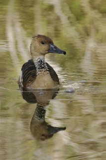 Fulvous Whistling Duck (Dendrocygna bicolor), Florida, USA