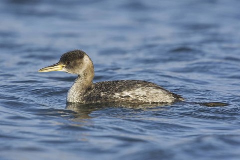 Red-necked Grebe (Podiceps grisegena), British Columbia, Canada