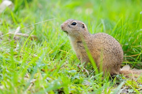 A fully grown ground squirrel (Spermophilus citellus) sits in a green meadow on a sunny day,