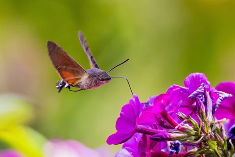 Pigeon tail (Macroglossum stellatarum), close-up, flying and hovering with its long, unrolled