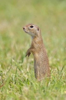 European ground squirrel (Spermophilus citellus) standing upright in a meadow, Burgenland Austria