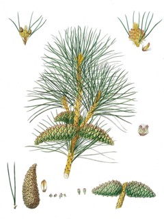 Black pine, subspecies Pinus nigra subsp. pallasiana, Pinus nigra, Black spruce pine, tree,