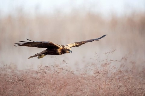 Western Marsh Harrier (Circus aeruginosus) female flying, Castile-La Mancha, Spain