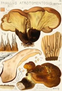 Mushroom, fungi, velvet foot wood crempling or velvet foot crempling for short, Paxillus