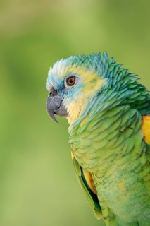 Blue-fronted Amazon (Amazona aestiva), portrait, captive, occurrence in South America