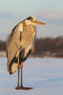 Grey Heron (Ardea cinerea), Berlin, Germany