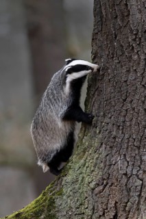 European badger (Meles meles), Bitburg, Rhineland-Palatinate, Germany