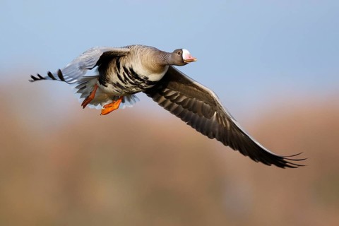 Greater White-fronted Goose (Anser albifrons) flying, North Rhine-Westphalia, Germany