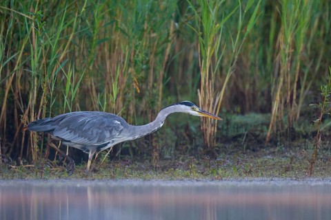 Grey Heron (Ardea cinerea) foraging, North Rhine-Westphalia, Germany