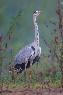 Grey Heron (Ardea cinerea), North Rhine-Westphalia, Germany