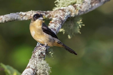 Black-goggled Tanager (Trichothraupis melanops) perched on a branch in the Atlantic rainforest of