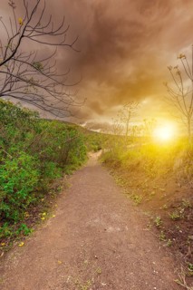Golden Dirt Trail Illuminated by Dusk Sunlight. Dirt road surrounded by nature illuminated by the