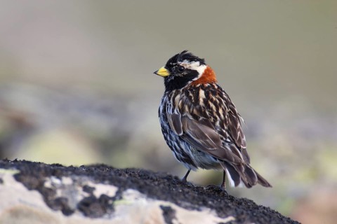 Lapland Longspur (Calcarius lapponicus) male, Finnmark, Norway