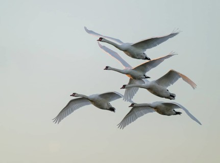 Mute swans (Cygnus olor) in flight, warm morning light, Lower Saxony, Germany