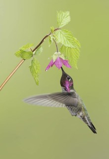 Anna's Hummingbird (Calypte anna), British Columbia, Canada