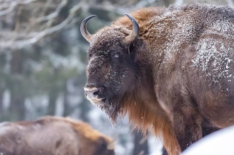 European bison (Bison bonasus) or Wisent standing on a meadow next to the forest in winter, snow,