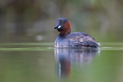 Little Grebe (Tachybaptus ruficollis), North Rhine-Westphalia, Germany