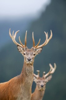 Red deer (Cervus elaphus) stag, portrait, tirol, Kitzbühel, Wildpark Aurach, Austria