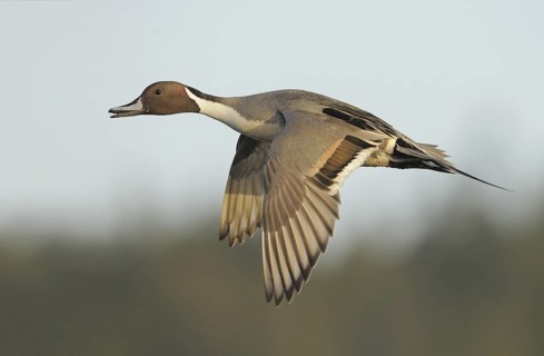 Northern Pintail (Anas acuta) male flying, British Columbia, Canada