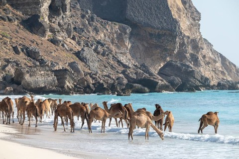 Dromedary (Camelus dromedarius), camels, bathing in the sea, Oman