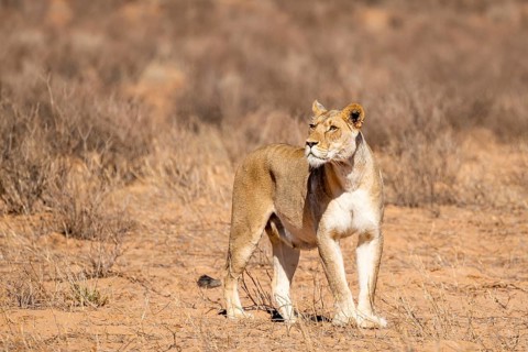 Lioness (Panthera leo) walking on dry ground, Kgalagadi Transfrontier National Park, Northern Cape,