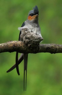 Crested Treeswift (Hemiprocne coronata) male with chick, Maharashtra, India