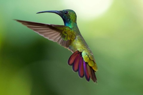 Green-breasted Mango (Anthracothorax prevostii) male flying, Peten, Guatemala