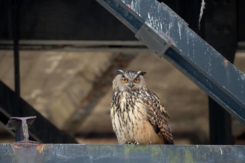 Uhu (Bubo bubo), Eagle Owl, Altvogel, Juni, Zeche Ewald, Herten, Ruhrgebiet, Nordrhein-Westfalen,
