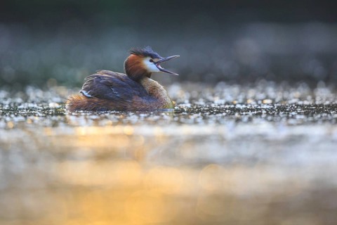 Great Crested Grebe (Podiceps cristatus), North Rhine-Westphalia, Germany