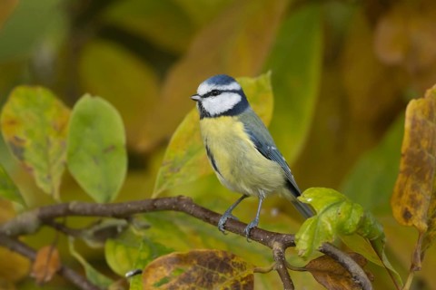 Blue tit (Cyanistes caeruleus) adult bird on a garden Magnolia tree with autumn colour leaves,