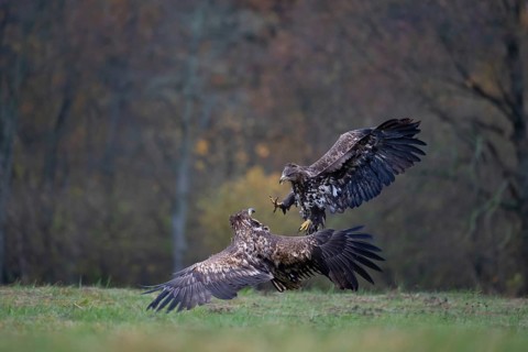 White-tailed eagle (Haliaeetus albicilla), juvenile, young white-tailed eagle in forest clearing