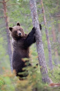 Brown bear (Ursus arctos) in the Finnish taiga, Kuusamo, Finland