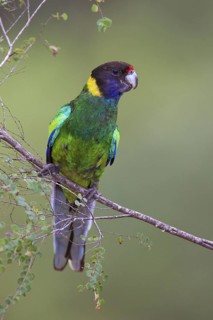 Twenty-eight Parrot (Barnardius zonarius semitorquatus), Western Australia, Australia