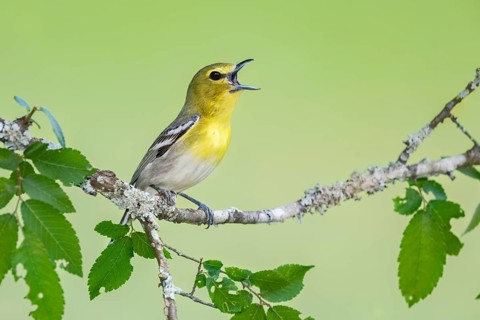 Yellow-throated Vireo (Vireo flavifrons) singing from a branch, Texas, USA