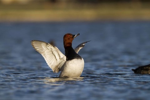 Common Pochard (Aythya ferina) male, Bavaria, Germany