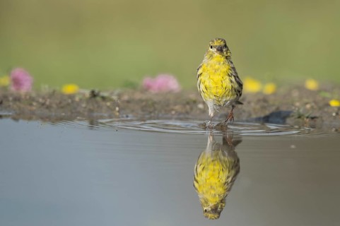 European Serin (Serinus serinus) male at waterhole, Aosta Valley, Italy